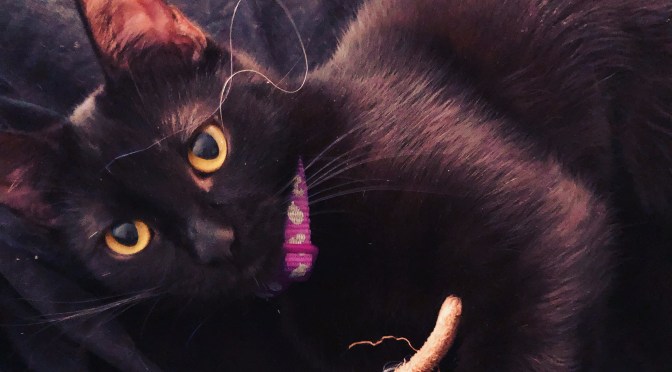 Keep Calm and Have a Kitten